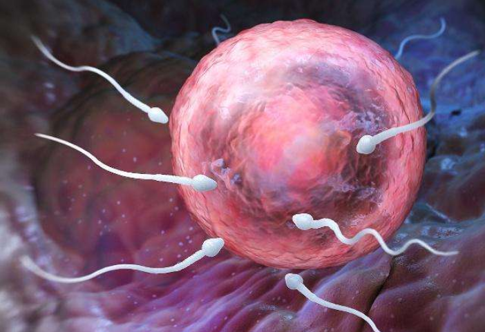 没有受孕的精子去哪儿了 禁欲可以提高精子质量吗